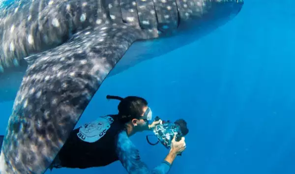 Pelagic Life no busca diversión a costa de los tiburones y ballenas, quieren ayudar a rescatar la fauna marina de México.