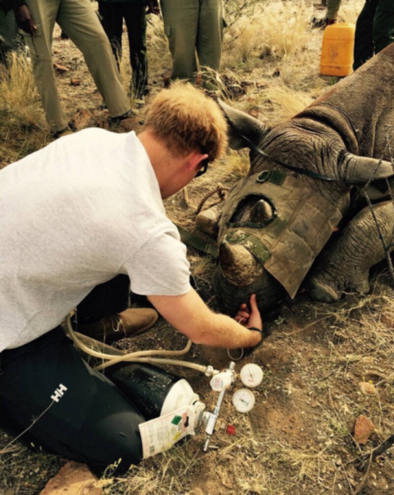 Harry asistió a los rinocerontes.