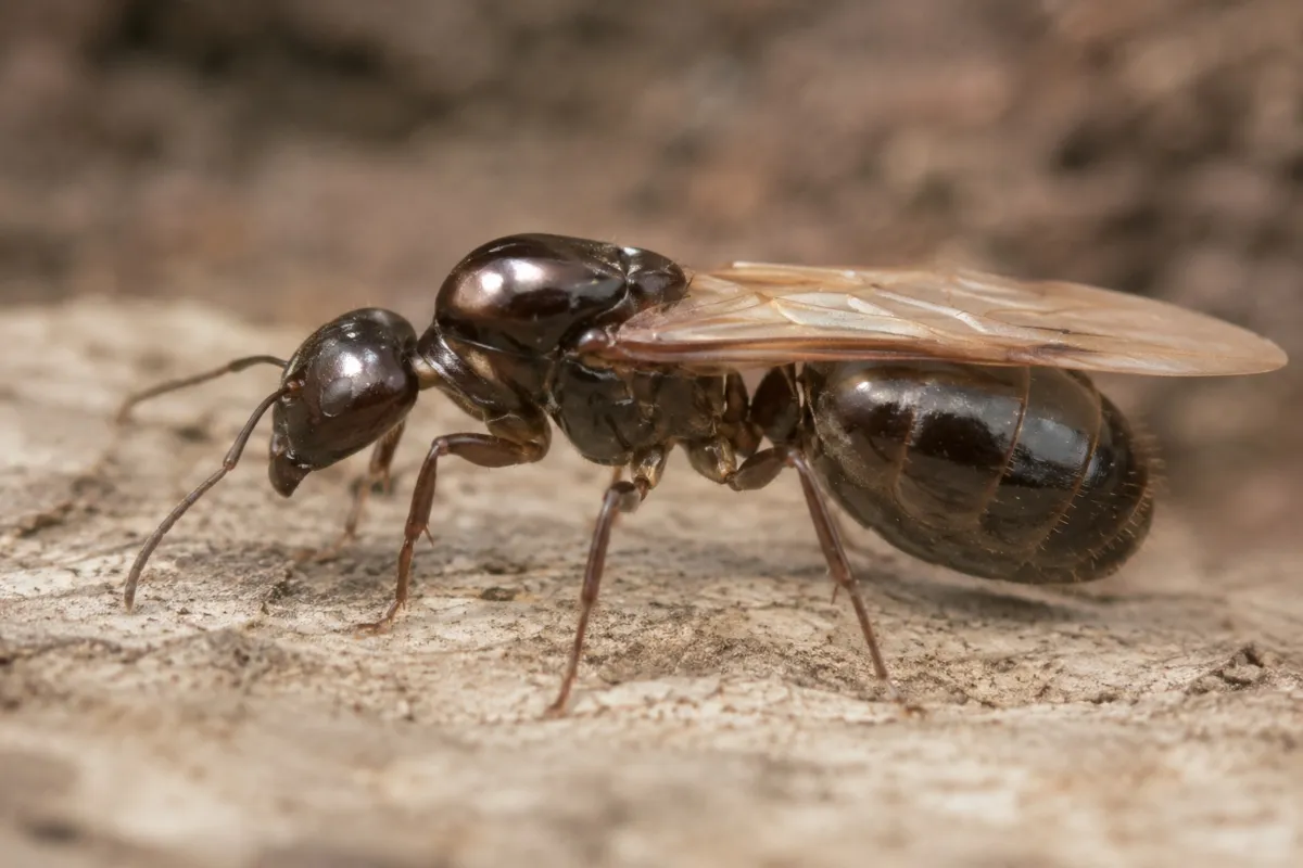 Una hormiga reina negra sobre un palo de un árbol. En México hay tráfico de estos insectos hacia Asia. 