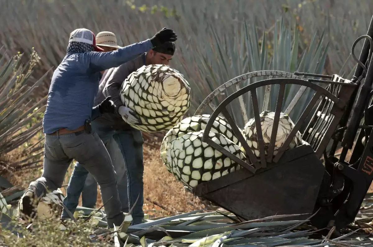 mezcal