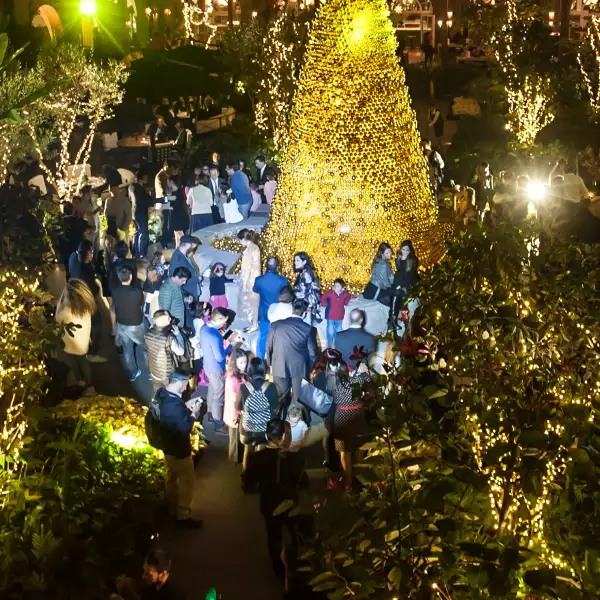 Encendido del Árbol de Navidad del Four Seasons