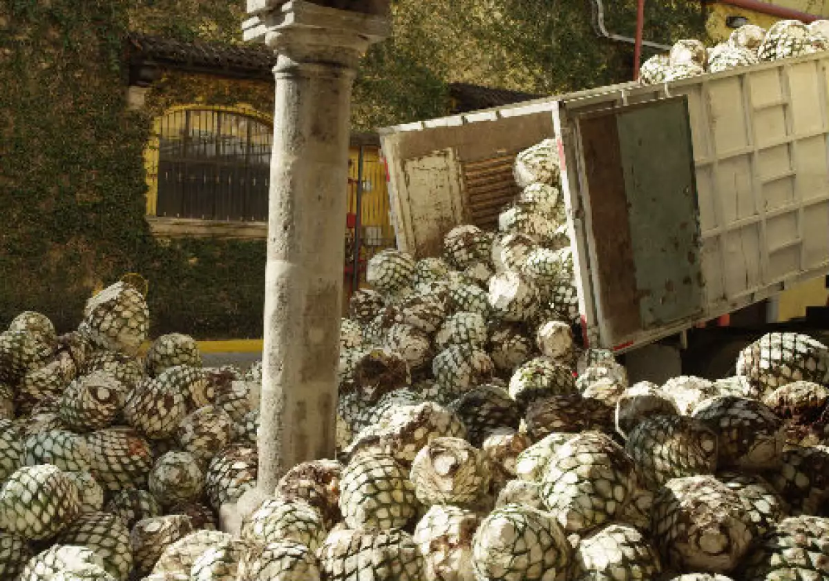 agave-auto3