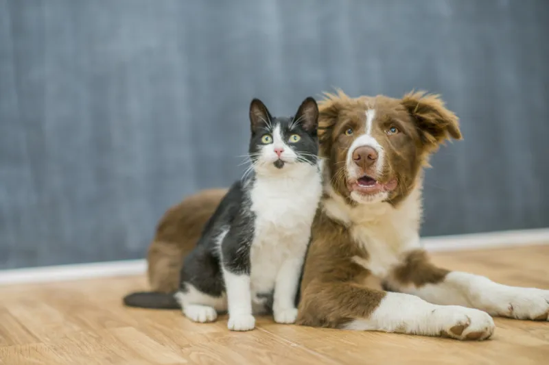 Gato y perro descansan juntos sobre el suelo.