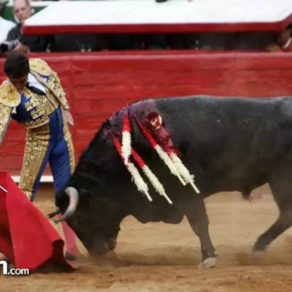 Matador José Mauricio