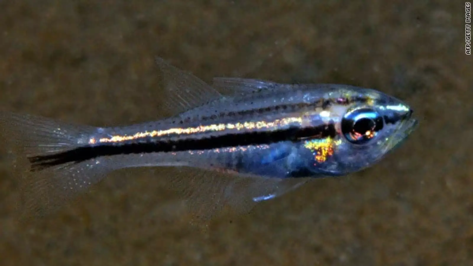 bali, peces, arrecife, especies