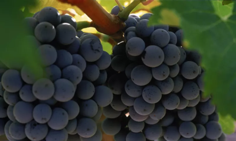 Ofrecer vinos con sabores afrutados ha sido parte de la estrategia de Monte Xanic. (Foto: Cortesía Monte Xanic)