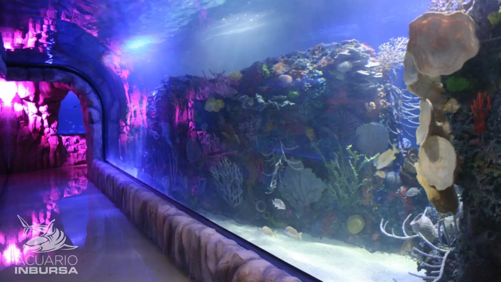 Acuario Inbursa 7