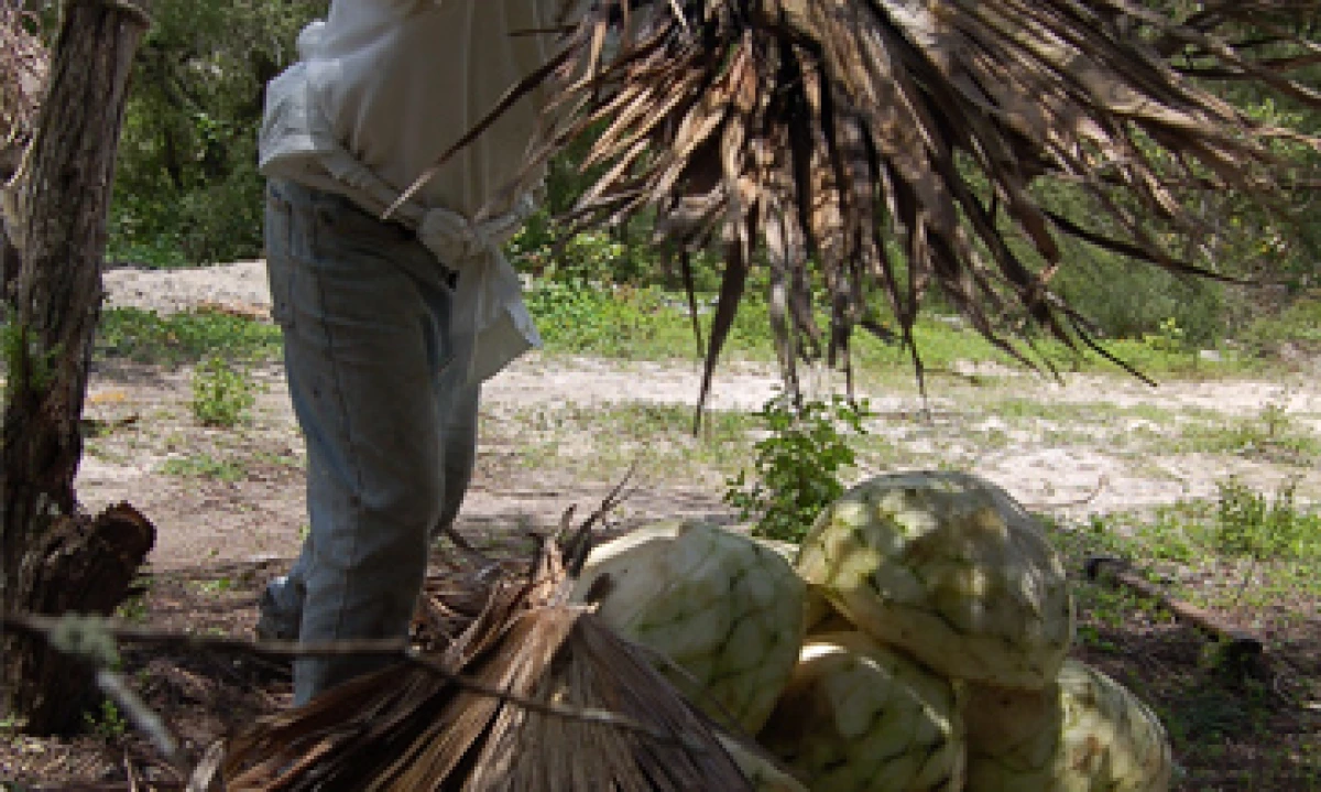 mezcal_mexico