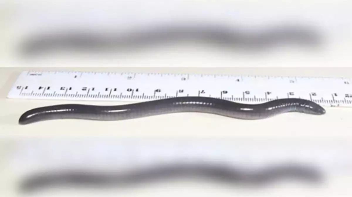 Anfibio