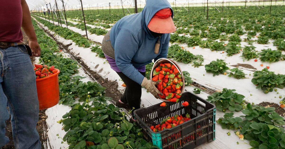 México arrebata mercado agro a Florida: pérdidas de hasta 1,140 mdd
