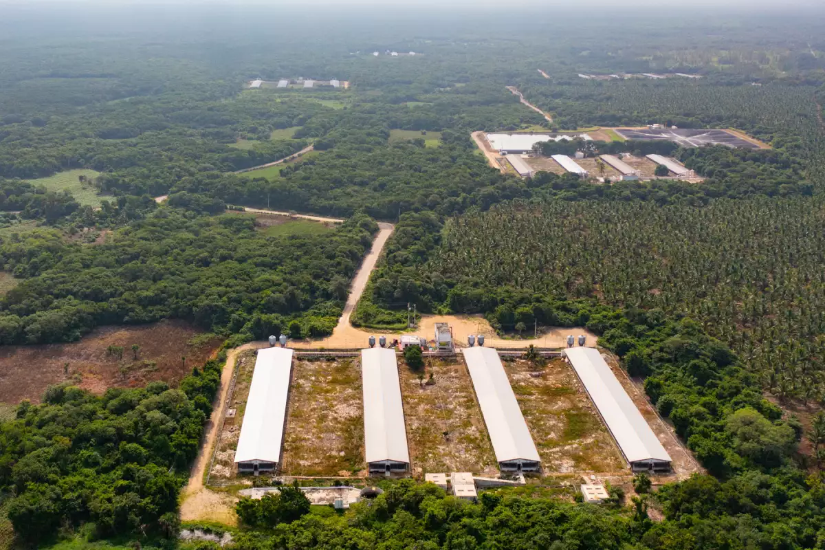 Activistas denuncian que el Tren Maya es un “caballo de Troya” para la Selva Maya