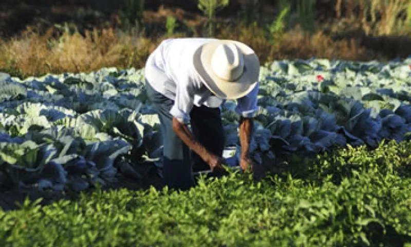 agricultura_pesticidas_glifosato