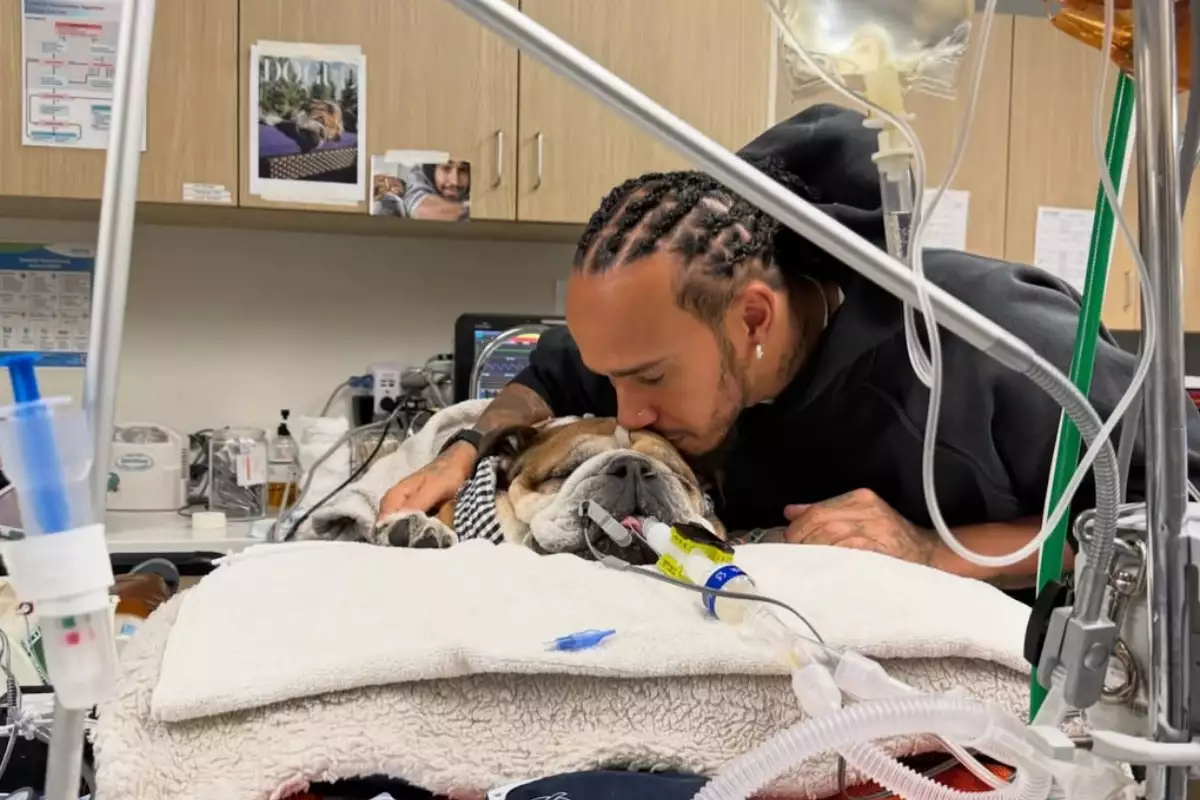 roscoe perro lewis hamilton