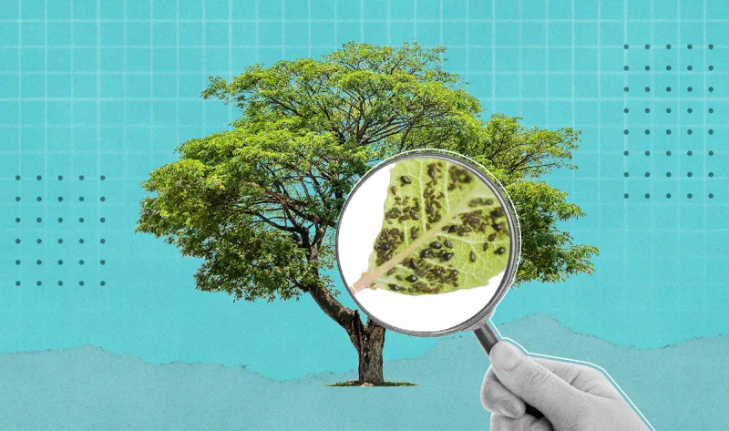 Los árboles de la CDMX padecen una plaga