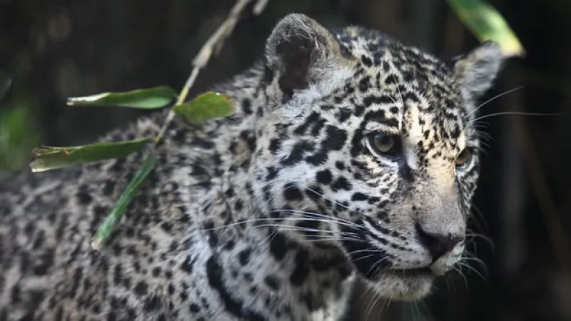 Una jaguar llega al zoológico de Chapultepec
