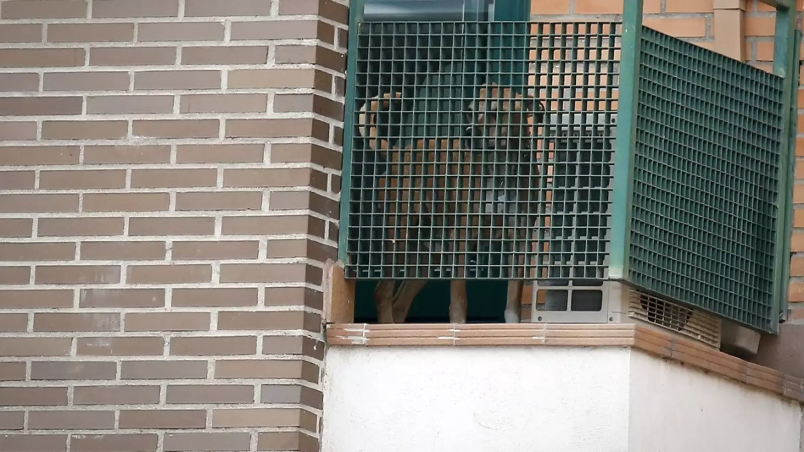 Excálibur perro protestas 2