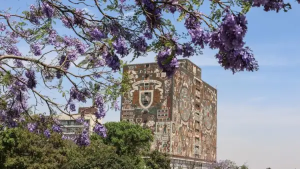 Un árbol de jacarandas en Ciudad Universitaria, con el edificio de la Biblioteca Central de la UNAM al fondo.