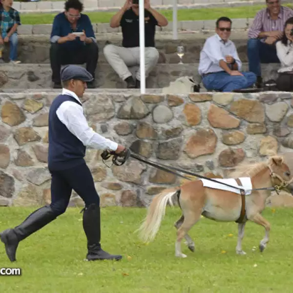 Uno de los ponnys mas pequeños de la especie