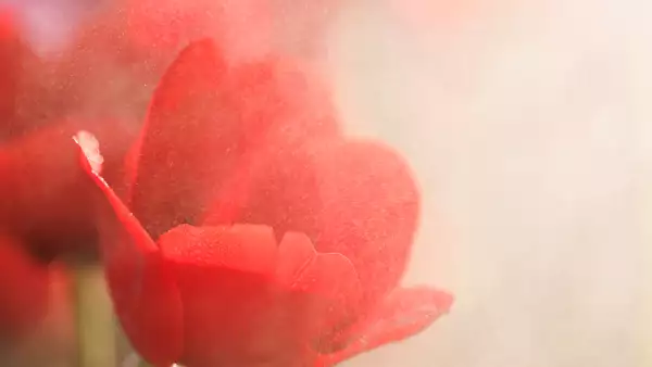 crisis de los tulipanes en Holanda