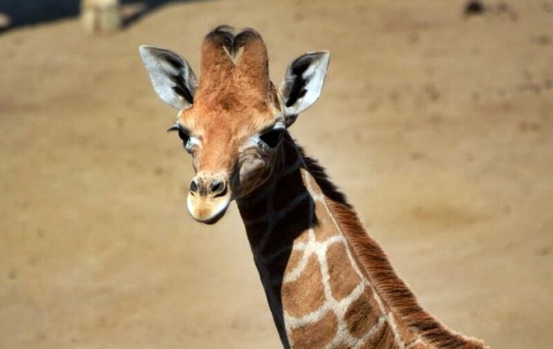 jirafa