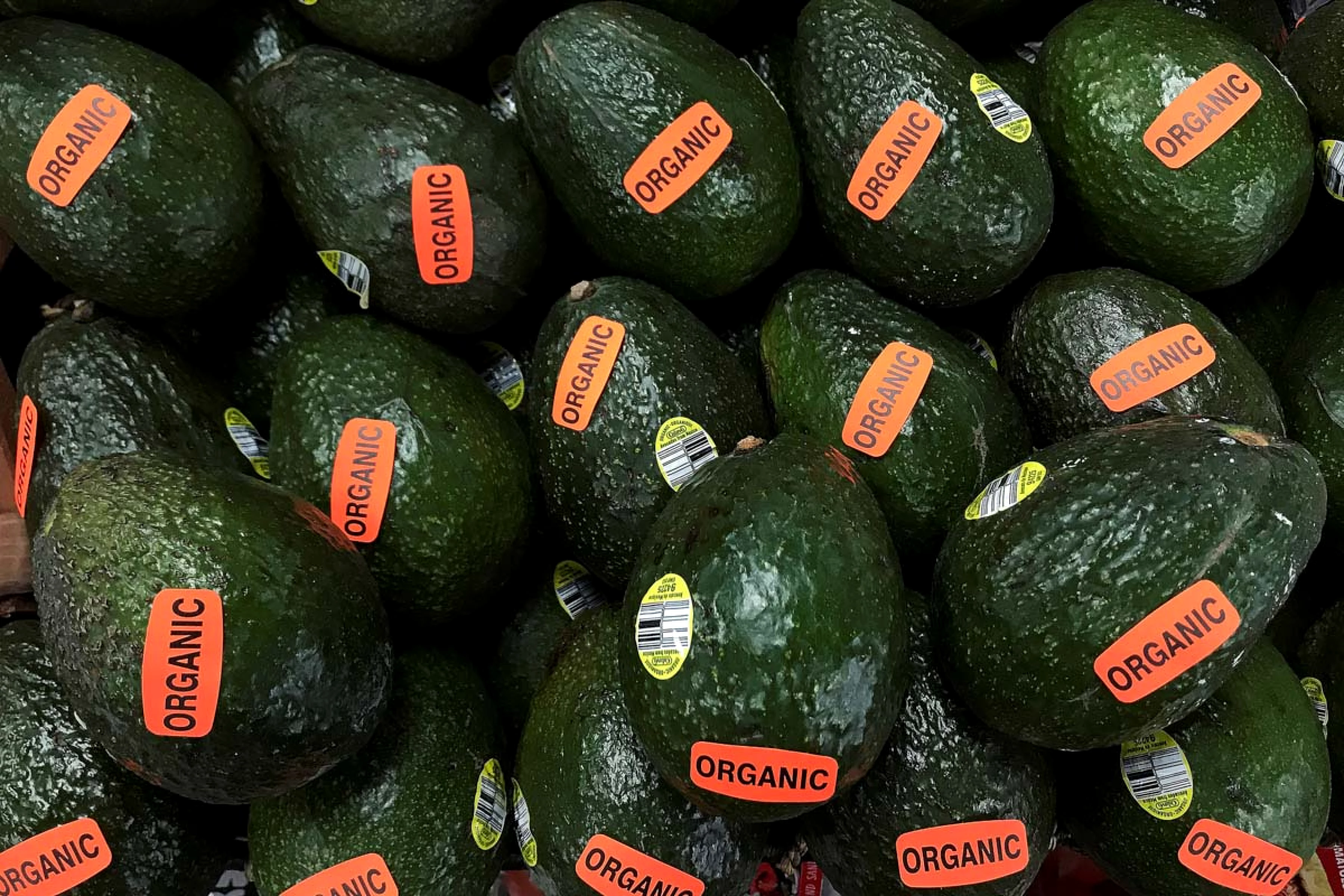 EU reanuda las compras de aguacate de Michoacán EU reanuda las compras de aguacate de Michoacán