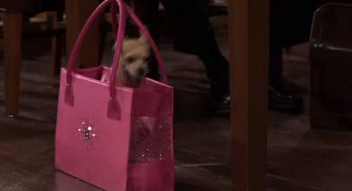 El perrito tenía ya 18 años.