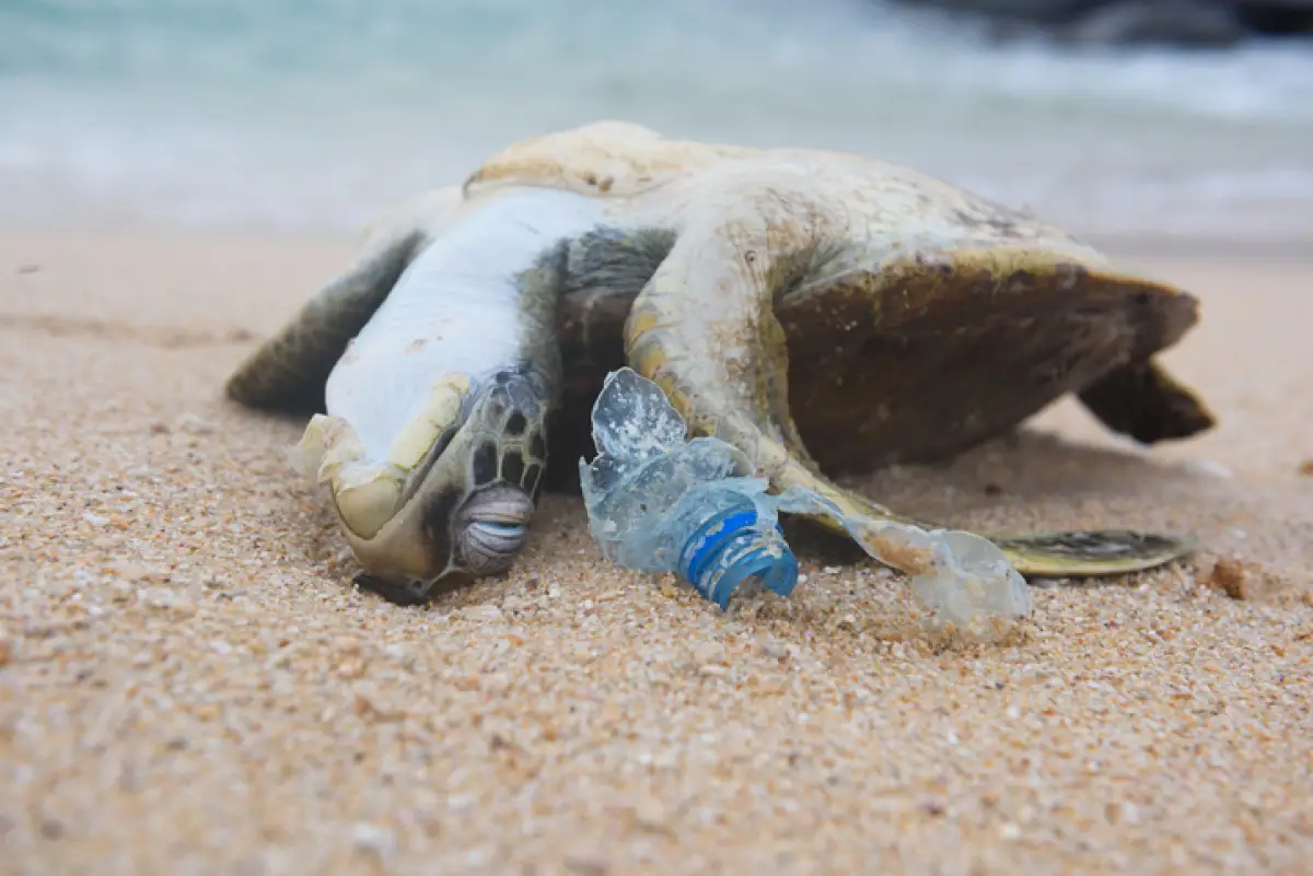 Tortuga