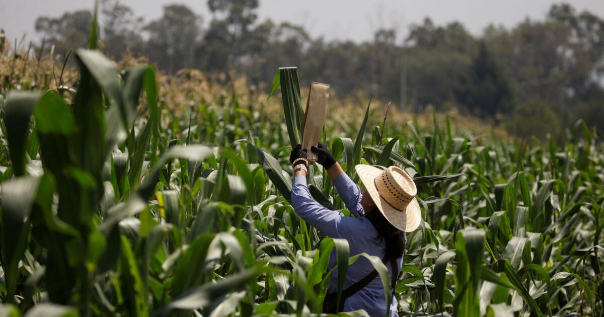 Meksika'nın ekonomik aktivitesi 4 aydır süren düşüşün ardından Şubat ayında arttı