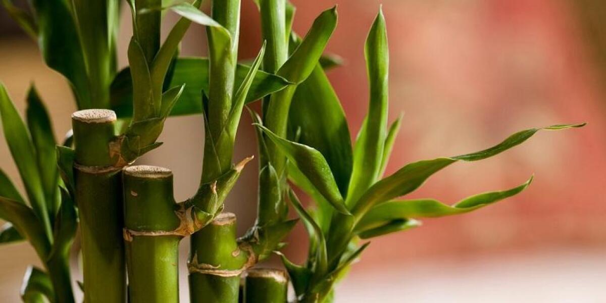 5 Plantas Para Interior Que No Necesitan Grandes Cuidados y Son Cactus 5-plantas-para-interior-que-no-necesitan-grandes-cuidados-y-son-cactus