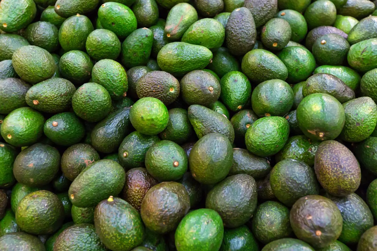 Aguacates mexicanos de Michoacán