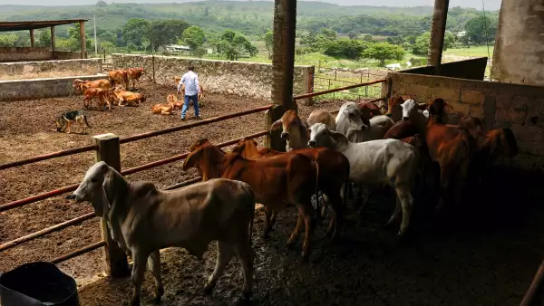 Productores de carne critican nuevas normas contra gusano barrenador