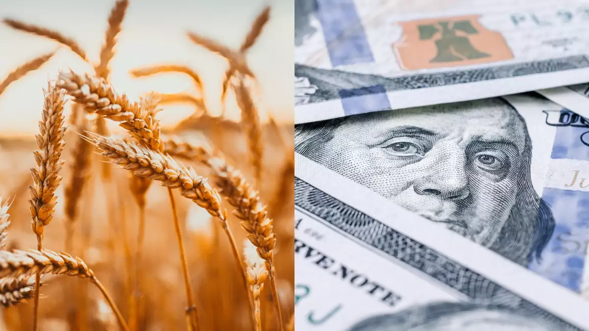 trigo y dolar