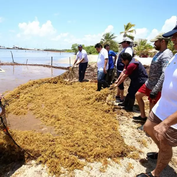 acumulaci�n de sargazo 2