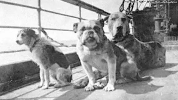DOGST