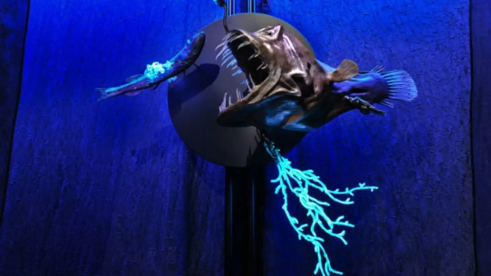 mar profundo profundidad oceano