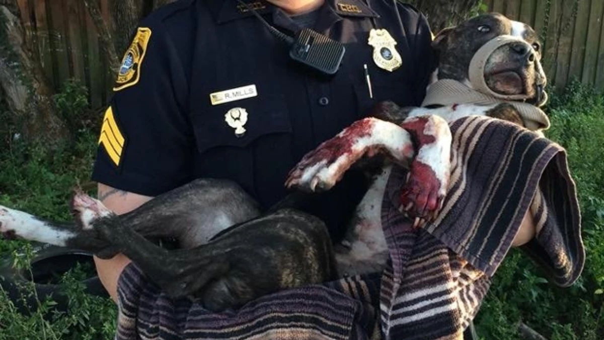 Cabela perra herida Florida