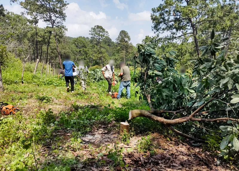 Golpe histórico al aguacate ilegal en Michoacán: retiran por primera vez cultivos irregulares 