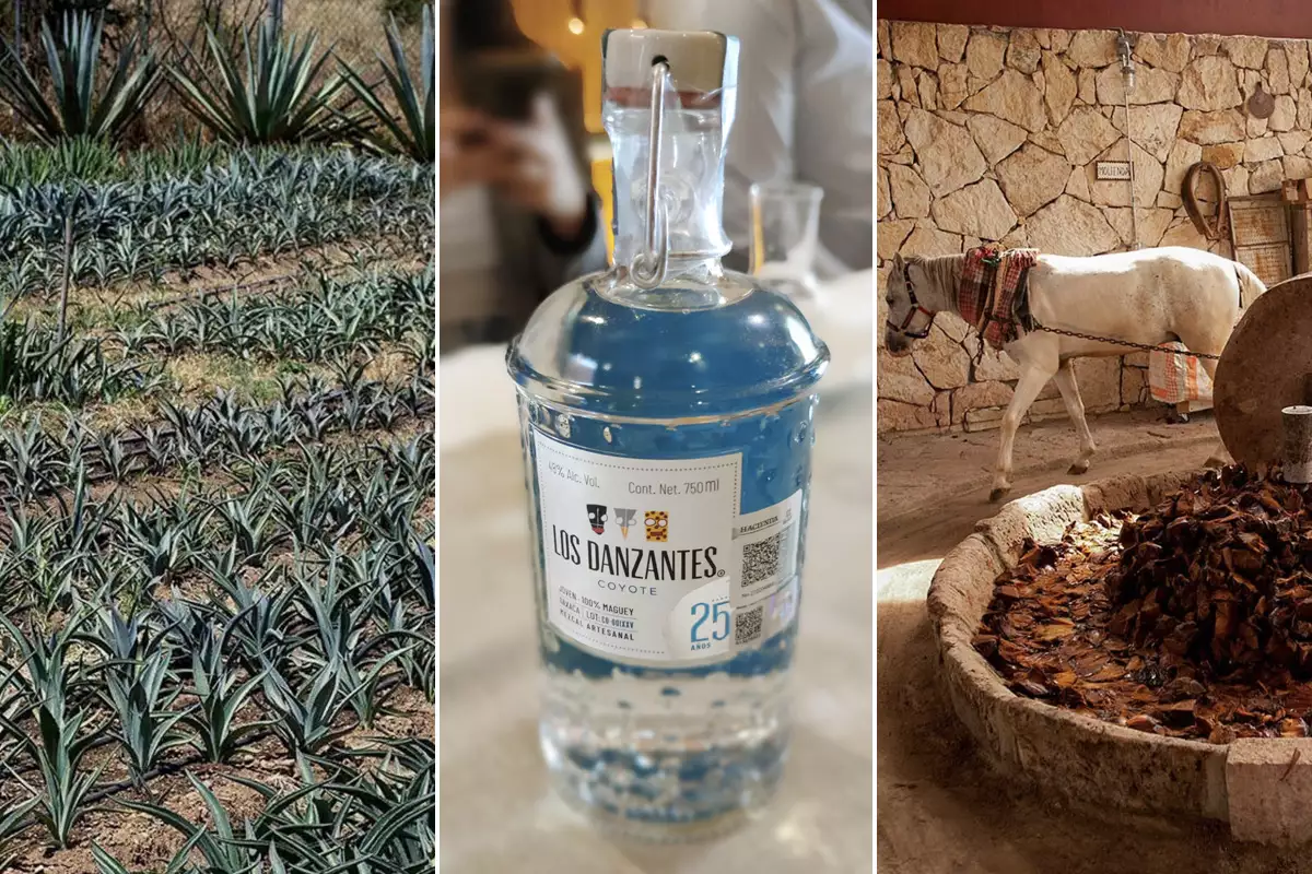 Mezcal artesanal Los Danzantes Coyote 25 aniversario