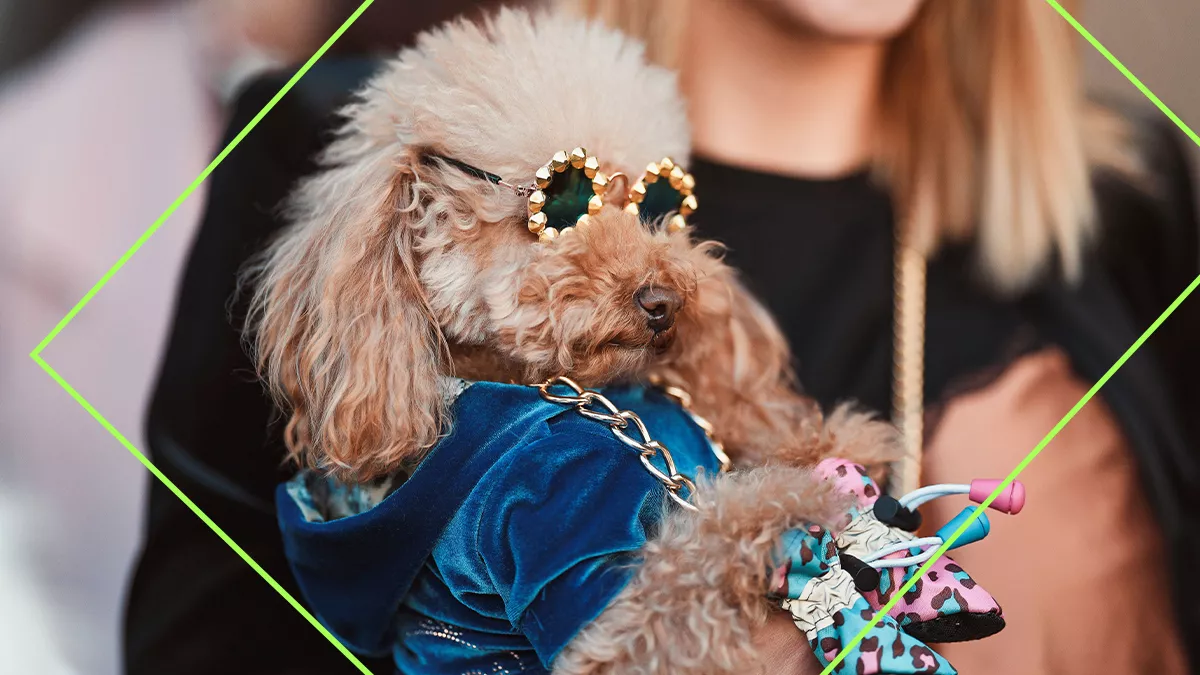 marcas moda perros