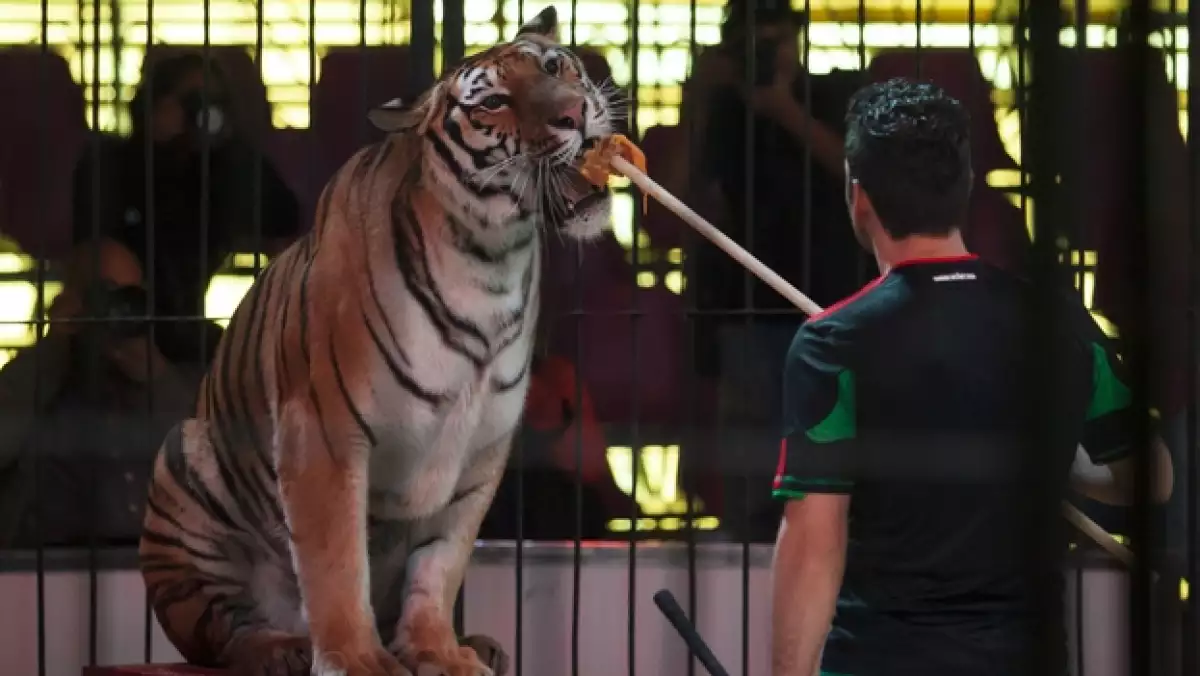 Animales en circos