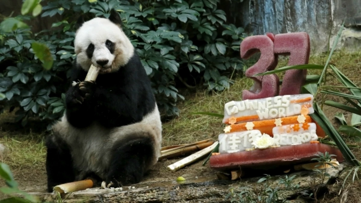 jia jia panda china