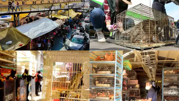 La venta de animales en el Mercado de Sonora tiene los días contados, pero la prohibición va más allá de la ley