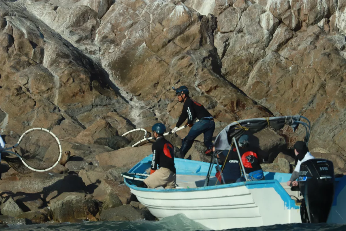 lobos marinos mexico