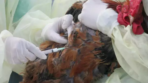 vacunaci�n de aves