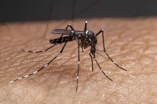 Striped mosquitoes are eating blood on human skin. Mosquitoes are carriers of dengue fever and malaria.Dengue fever is very widespread during the rainy season.