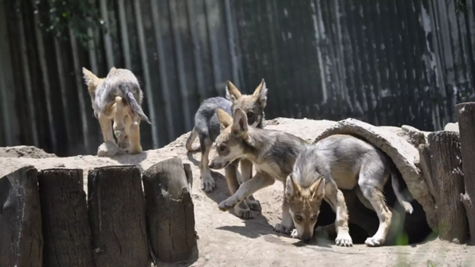lobo mexicano San Juan 3