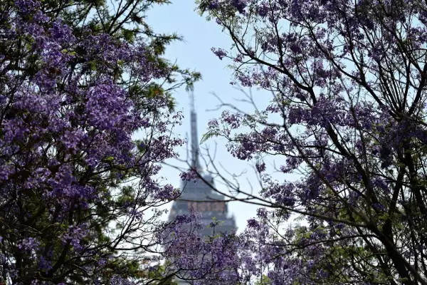 jacarandas-cdmx