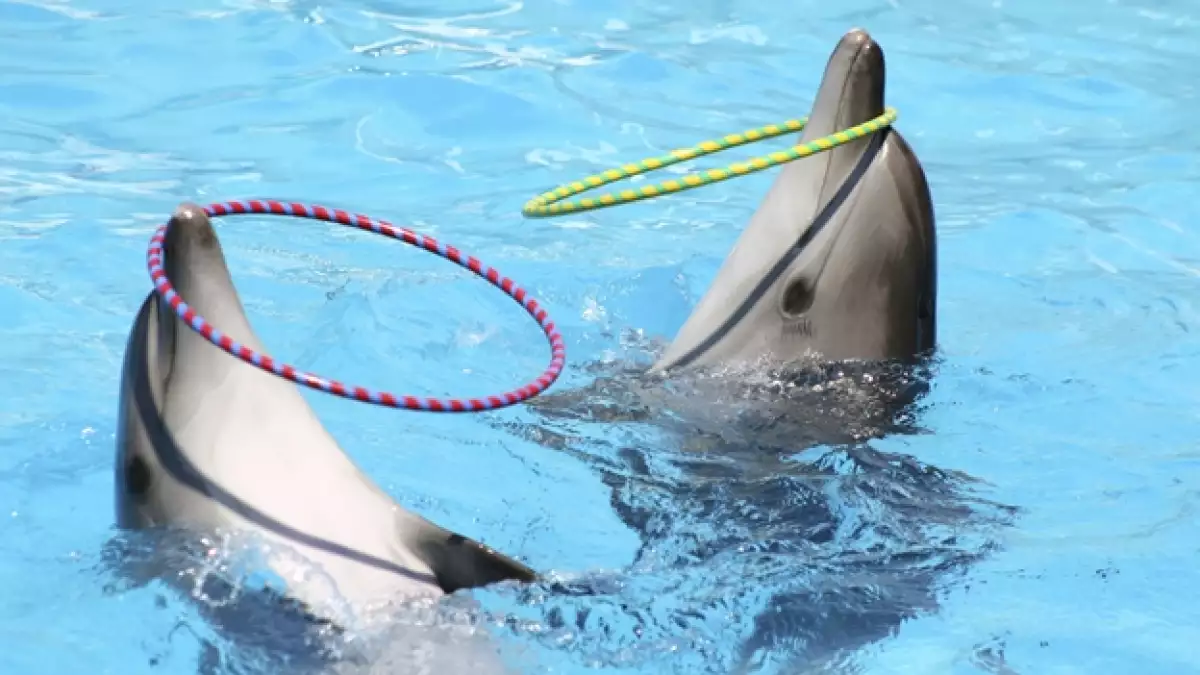 delfines