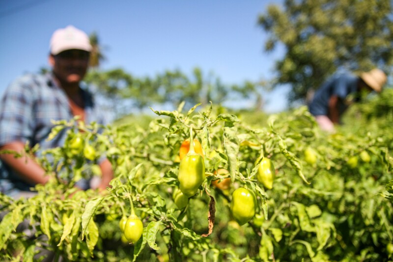 En la segunda etapa del proyecto se buscará formular los compuestos que se aplicarán a cultivos de plantas de chile habanero.