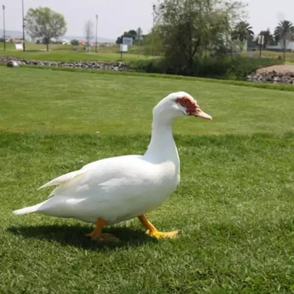 XII Torneo Anual de Golf